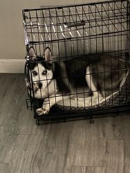 I’m selling my beautiful Siberian Husky Puppy Sasha!