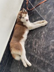One year old Siberian Husky For Sale