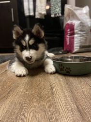 Purebred Siberian husky puppy in need of a loving family