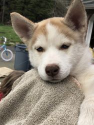 Rehoming 2 Male Husky Pups