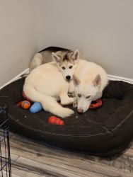 Siberian Husky Couple for Sale 1k OBO