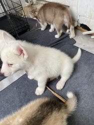 Beautiful Huskie Puppies