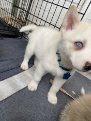 Beautiful white female husky blue eyes