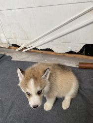 Husky Puppy brown blue eyes