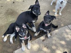 Beautiful Eyes - Smart, Loyal Husky / German Shepard Puppies