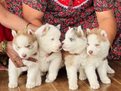 Husky puppies for sale.