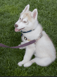 16 week old puppy Siberian husky tan