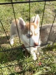 Husky puppies ready for a new home