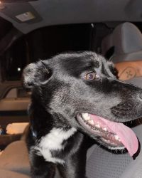 Pit husky mix in need of rehoming