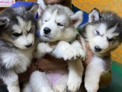 3 Male Blue Eyes Huskies Available Here