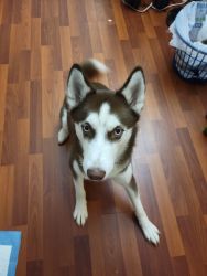 15 month old Siberian Huskey for sale