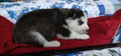 Husky puppies available