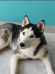 Siberian husky 6 month old, fully vaccinated with health card.