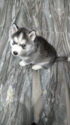 Siberian husky puppies male with blue and green eyes