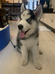 Husky for Sale in Bangalore