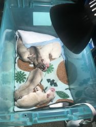 7 pups for sale Husky babies