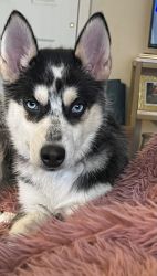 4 month old husky for sell