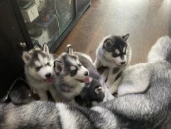 Home birthed, 4 husky puppies Male 30 days Deworming done. Blue eyes
