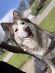 Husky for sale up to date on shots 3 years old
