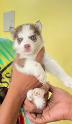 Good Quality Husky Puppies Available 2B&W 2 C&W male