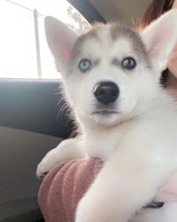 Siberian Husky (fully vaccinated) 5 mos. For Sale