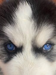 HUSKY PUPPIES AVAILABLE