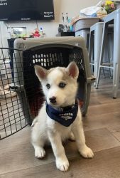 Puppy for sale in Reno, NV