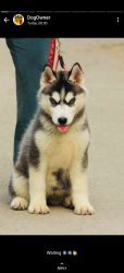 Cute little Siberian husky looking for new home