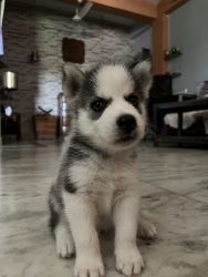 Blue eyes, heavy born and weight, very cute pup for you.