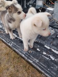 Puppies 4 sale