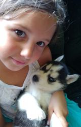 AKC Siberian husky pups! Delivery