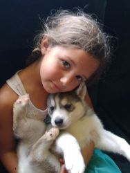 AKC Siberian husky pups! Delivery