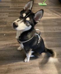 Selling husky boy 8 months old intact