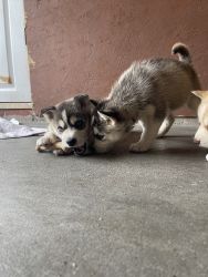 Husky puppies for sale