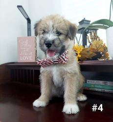 Siberian Husky and Soft Coated Wheaten Terrier Puppies