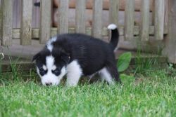 2 female husky puppies, both parents akc registered and purebred.