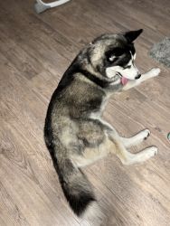 Siberian HUSKY (1 years old & papers)