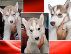 Siberian husky Puppies for Sale in Greater Noida