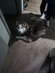 1 and a half year old full blooded husky