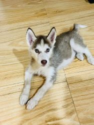 I want to sell my Female Husky Puppy which is 2 months old blue eyes