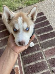 Selling our husky puppy
