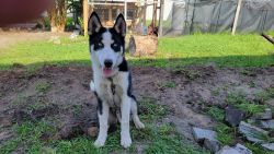 Four months old Siberian husky puppy for sale