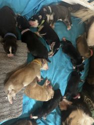 Husky/Golden Retriever Puppies