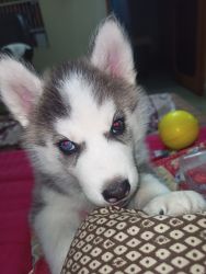 Husky - Male - Blue eyes