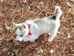 Loving and playful Husky puppies available