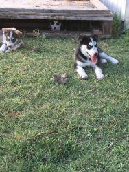 Husky Puppies For sale