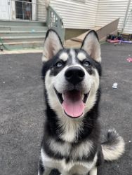 Two year old Husky that needs a new home!