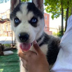 Siberian husky looking for home