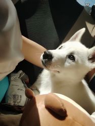 Siberian Husky/American Eskimo Puppy (3 months)