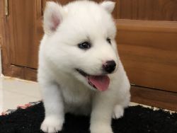 Imported husky puppies available